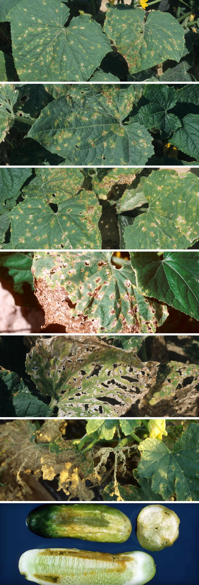 Patarea unghiulara a castravetilor - identificare