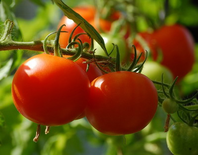Prelungirea termenului de valorificare a productiei pentru beneficiarii Programului de tomate