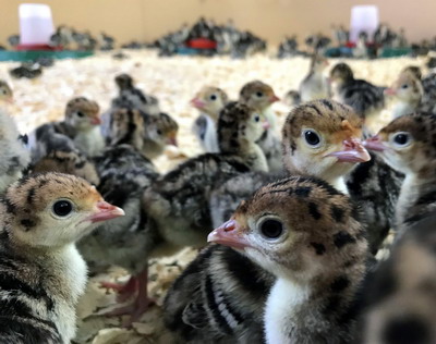 Productia de oua si incubatia la curci