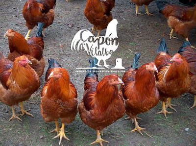 Claponii de Craciun din Vilalba