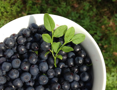 Recomandari pentru intretinerea plantatiei de afin