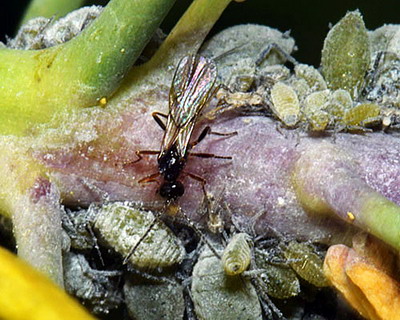 Combaterea puricilor si paduchilor din culturile de varza si alte crucifere