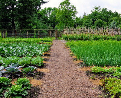 Tratament de sezon pentru combaterea bolilor la legume
