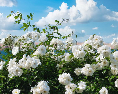 Combaterea bolilor si daunatorilor la Trandafir