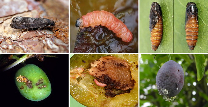 Viermele Prunelor - Cydia funebrana