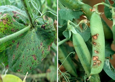 boli si daunatori la mazare - Antragnoza mazarii
