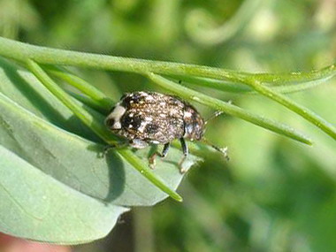 boli si daunatori la mazare - gargarita mazarii