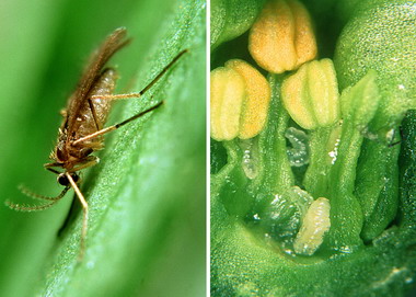 boli si daunatori la mazare - tantar mazare