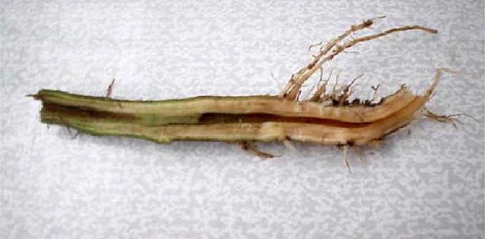 ofilirea tomatelor - foto2