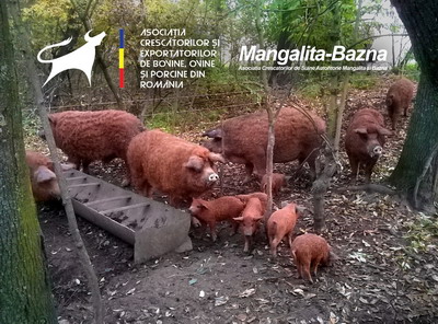 ACEBOP si ACSAMB au semnat un protocol de colaborare pe filiera carnii de porc