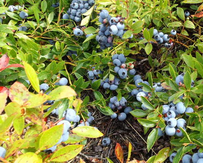 Autorizatii temporare la cultura de afin pentru combaterea unor daunatori periculosi