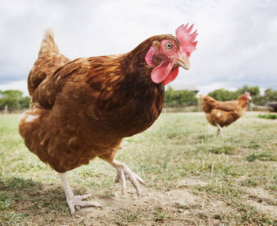 Colibacilozele aviare