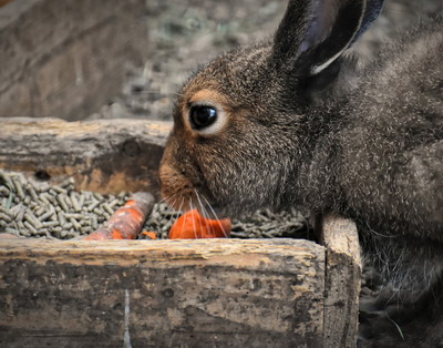 Consumul de furaje la iepuri