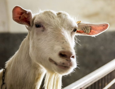 Cresterea caprelor – o solutie foarte rentabila pentru fermieri