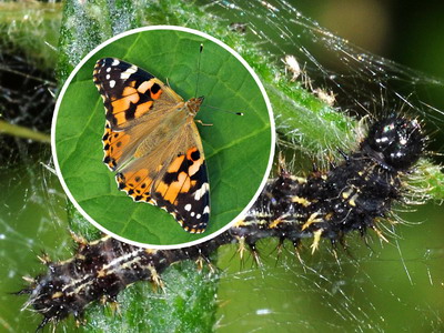 Omida scaietilor / Fluturele caramiziu al scaietilor – Identificare si combatere