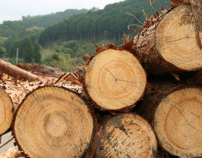 Forestierii sunt suparati din cauza initiativei legislative propusa de Liviu Dragnea in domeniul padurilor - Pierderi de circa 1 miliard de euro daca o astfel de masura ar fi implementata