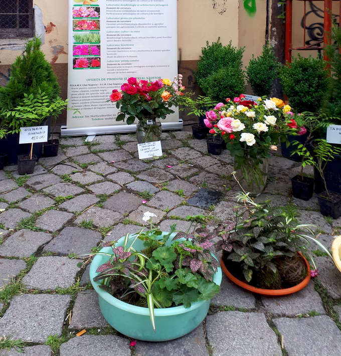 Plante aromatice uleiuri esentiale arbusti la ghiveci si jardiniere cu stoloni de capsuni - USAMV Cluj-Napoca