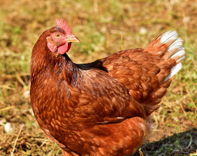 Probleme sanitar veterinare la gainile ouatoare