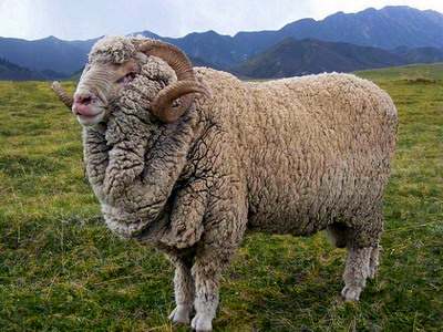 Selectia ovinelor de reproductie