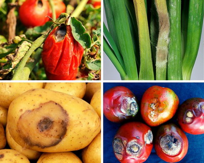 Tratament combatere mana la legume