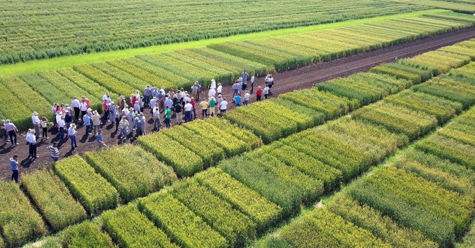 Ziua Graului a Painii si Fertilizarii culturilor 2019