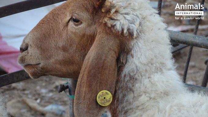 Animals International saluta proiectul de lege care suspenda exportul cu animale vii pe timpul verii