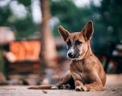 Cele mai bune solutii pentru cei mai buni prieteni ai omului