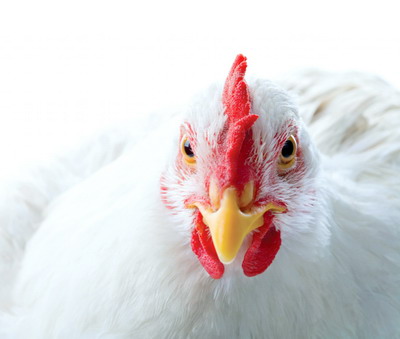 Rezultatele controalelor nationale in sectorul carnii de pasare