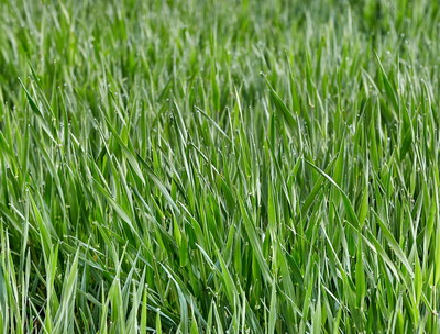 Erbicidarea de toamna devine o necesitate. Corteva Agriscience™ are solutia – erbicidul Bizon™