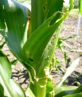 Ostrinia nubilalis 2