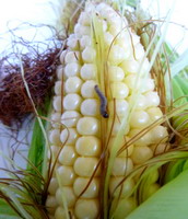 Ostrinia nubilalis 3