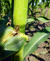 Ostrinia nubilalis 4