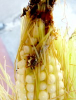 Ostrinia nubilalis 5