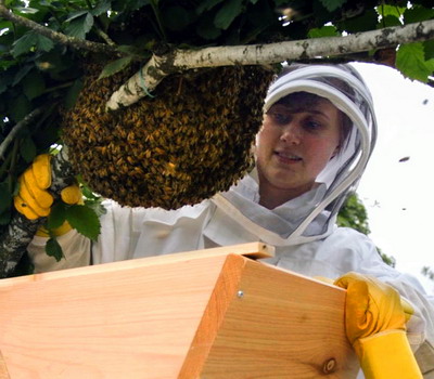 Prinderea roiului si ingrijirea albinelor