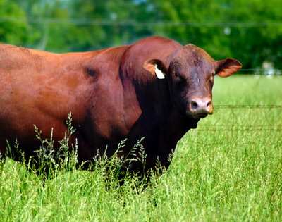 Exploatarea taurinelor pentru productia de carne