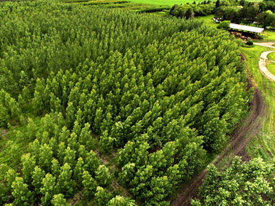 Ultimele sesiuni de depunere pentru impadurire si conservarea padurilor