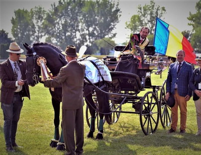 Premiera pentru Romania: Un armasar al Hergheliei Beclean devine Campion Mondial
