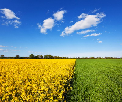 Catalogul oficial al soiurilor de plante de cultura din Romania, editia 2019