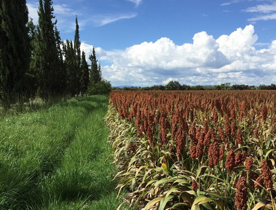 Pentru cel de-al doilea an consecutiv, suprafetele de sorg din Europa sunt estimate sa creasca