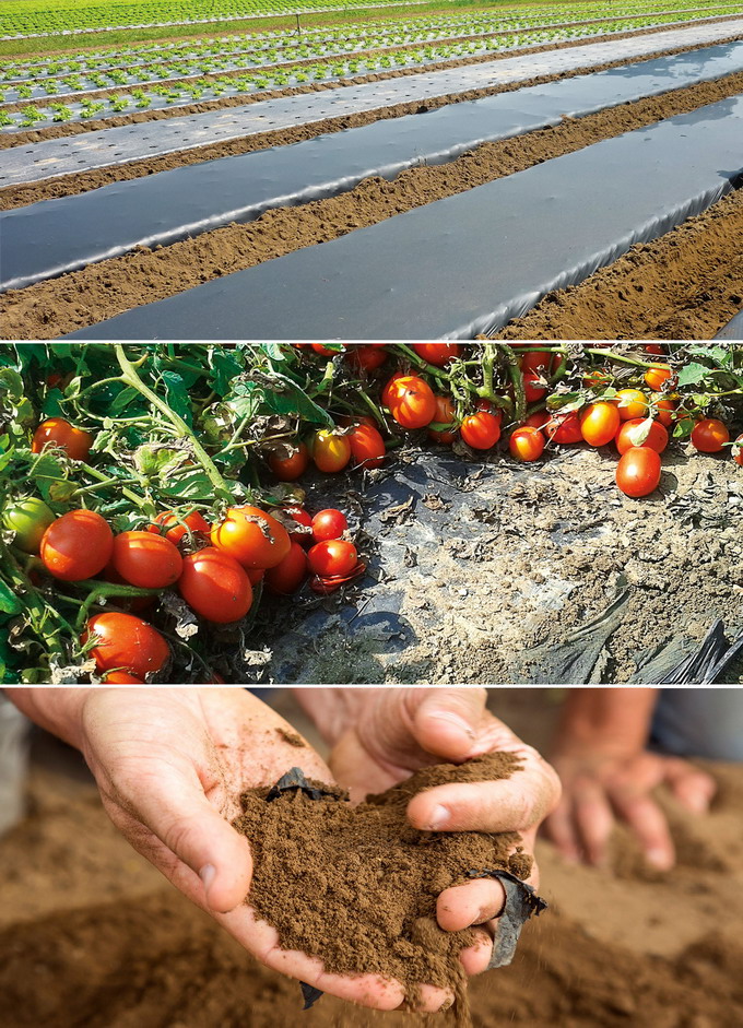 Folia biodegradabila pentru mulcire ecovio M 2351