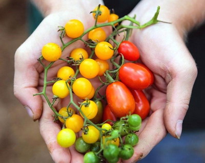 Fara brevete pentru plante si seminte obtinute in mod natural