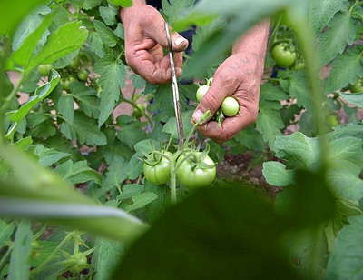 Expertii din Europa si Asia Centrala se reunesc pentru a imbunatati sanatatea plantelor