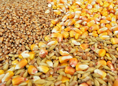 Prognozele pentru o productie mare de cereale au determinat scaderea preturilor la porumb si grau