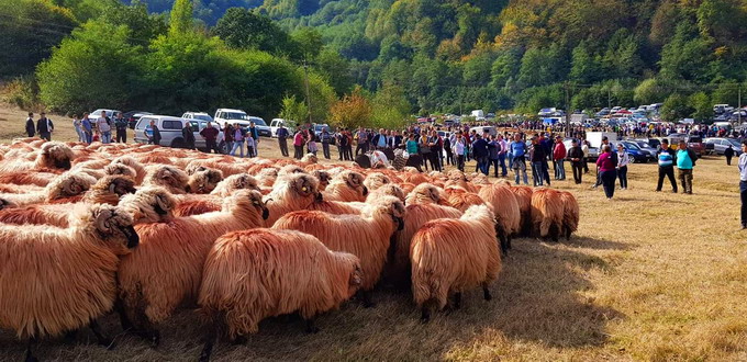 Sarbatoarea crescatorilor de ovine Turcana regina muntilor