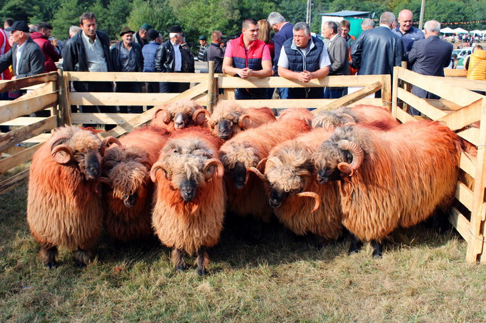 Sarbatoarea crescatorilor de ovine  Turcana regina muntilor