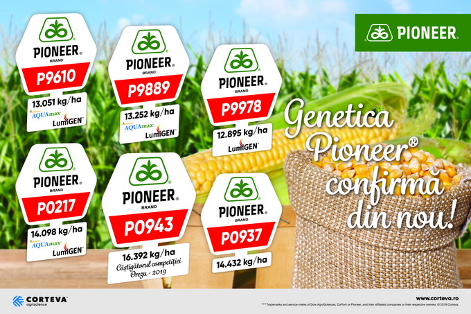 Hibrizii de porumb Pioneer - Panou Orezu
