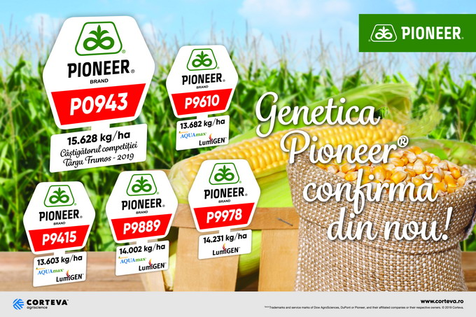 Hibrizii de porumb Pioneer - Panou Targu Frumos