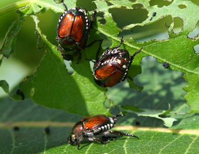 Sanatatea plantelor: Program de combate a 20 de organisme daunatoare de carantina de pe teritoriul UE