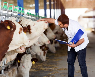 Sanatatea animalelor: S-au inregistrat putine progrese in combaterea rezistentei la antimicrobiene