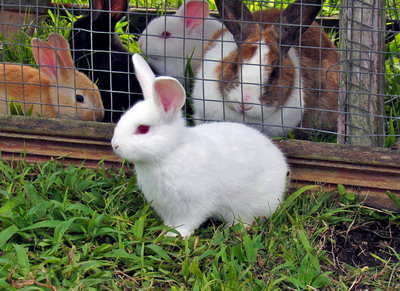 Boli specifice virale la iepuri